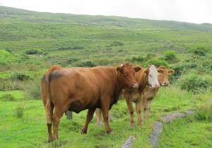 Ierse koeien op Bere Island