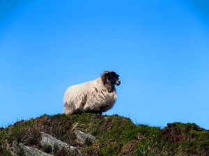 Tijdens deze wandeling kom je heel wat schapen tegen!