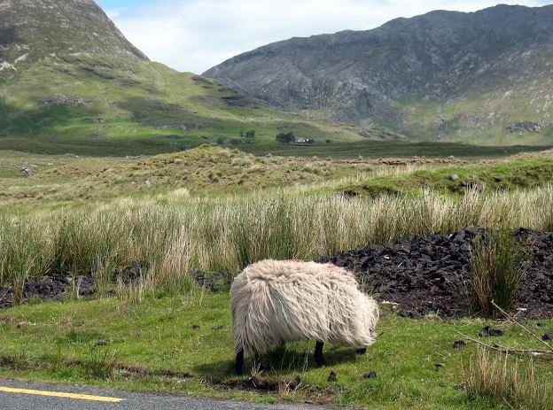 Sheep Connemara